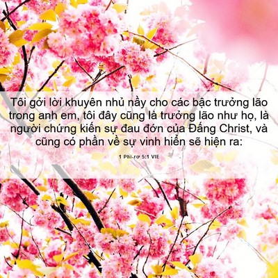 Picture 06 - 1 Phi-rơ 5:1 VIE - Tôi gởi lời khuyên nhủ nầy cho các - Bible Verse Picture