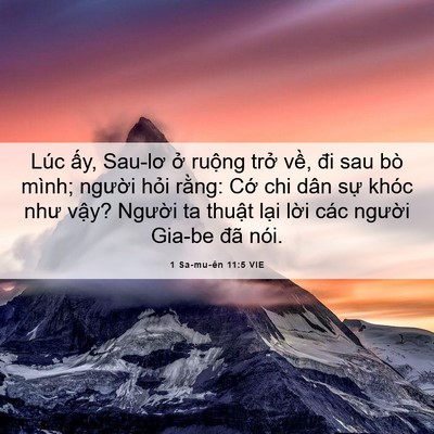 Picture 06 - 1 Sa-mu-ên 11:5 VIE - Lúc ấy, Sau-lơ ở ruộng trở về, đi - Bible Verse Picture