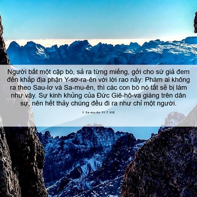 Picture 06 - 1 Sa-mu-ên 11:7 VIE - Người bắt một cặp bò, sả ra từng - Bible Verse Picture