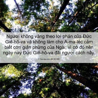 Picture 06 - 1 Sa-mu-ên 28:18 VIE - Ngươi không vâng theo lời phán của - Bible Verse Picture