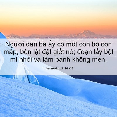 Picture 06 - 1 Sa-mu-ên 28:24 VIE - Người đàn bà ấy có một con bò con - Bible Verse Picture