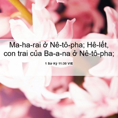 Picture 06 - 1 Sử Ký 11:30 VIE - Ma-ha-rai ở Nê-tô-pha; Hê-lết, con trai - Bible Verse Picture