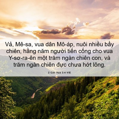 Picture 06 - 2 Các Vua 3:4 VIE - Vả, Mê-sa, vua dân Mô-áp, nuôi nhiều - Bible Verse Picture