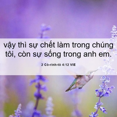 Picture 06 - 2 Cô-rinh-tô 4:12 VIE - vậy thì sự chết làm trong chúng tôi, - Bible Verse Picture