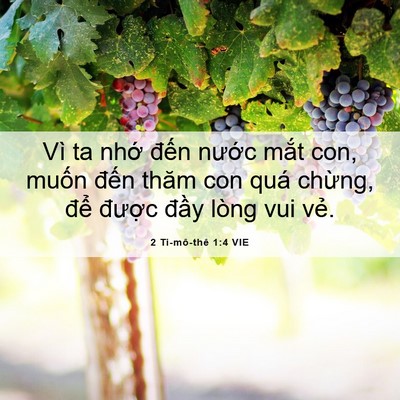 Picture 06 - 2 Ti-mô-thê 1:4 VIE - Vì ta nhớ đến nước mắt con, muốn - Bible Verse Picture