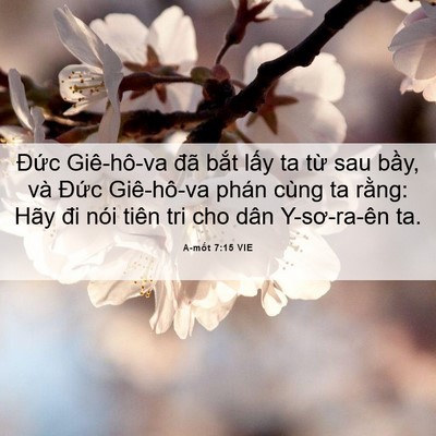 Picture 06 - A-mốt 7:15 VIE - Đức Giê-hô-va đã bắt lấy ta từ sau - Bible Verse Picture
