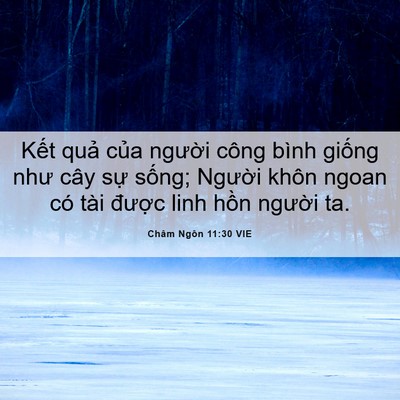 Picture 06 - Châm Ngôn 11:30 VIE - Kết quả của người công bình giống - Bible Verse Picture
