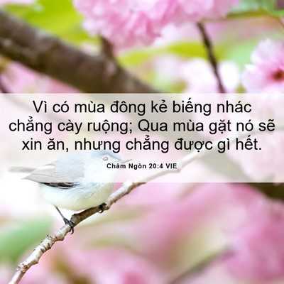 Picture 06 - Châm Ngôn 20:4 VIE - Vì có mùa đông kẻ biếng nhác chẳng - Bible Verse Picture