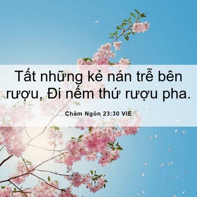 Picture 06 - Châm Ngôn 23:30 VIE - Tất những kẻ nán trễ bên rượu, Đi - Bible Verse Picture