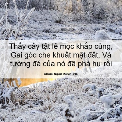 Picture 06 - Châm Ngôn 24:31 VIE - Thấy cây tật lê mọc khắp cùng, Gai - Bible Verse Picture