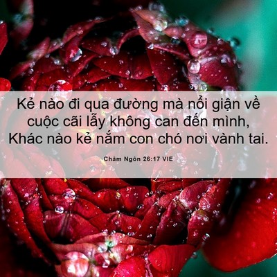Picture 06 - Châm Ngôn 26:17 VIE - Kẻ nào đi qua đường mà nổi giận về - Bible Verse Picture