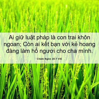 Picture 06 - Châm Ngôn 28:7 VIE - Ai giữ luật pháp là con trai khôn ngoan; - Bible Verse Picture