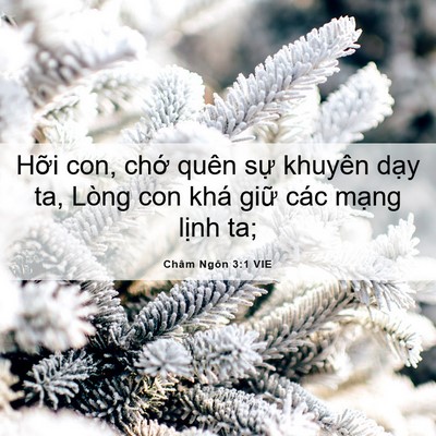 Picture 06 - Châm Ngôn 3:1 VIE - Hỡi con, chớ quên sự khuyên dạy ta, - Bible Verse Picture