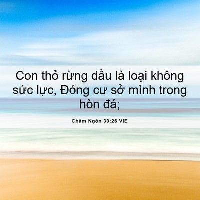 Picture 06 - Châm Ngôn 30:26 VIE - Con thỏ rừng dầu là loại không sức - Bible Verse Picture