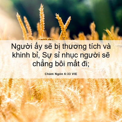 Picture 06 - Châm Ngôn 6:33 VIE - Người ấy sẽ bị thương tích và khinh - Bible Verse Picture