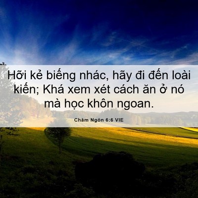Picture 06 - Châm Ngôn 6:6 VIE - Hỡi kẻ biếng nhác, hãy đi đến loài - Bible Verse Picture