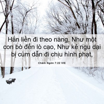 Picture 06 - Châm Ngôn 7:22 VIE - Hắn liền đi theo nàng, Như một con bò - Bible Verse Picture