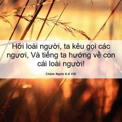 Picture 06 - Châm Ngôn 8:4 VIE - Hỡi loài người, ta kêu gọi các ngươi, - Bible Verse Picture