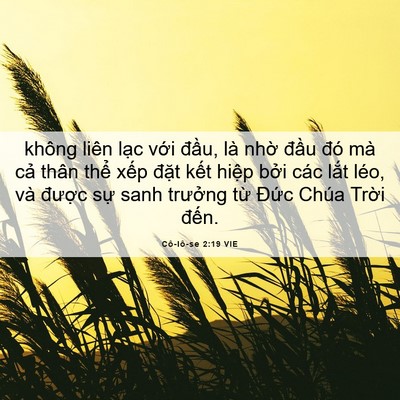 Picture 06 - Cô-lô-se 2:19 VIE - không liên lạc với đầu, là nhờ đầu - Bible Verse Picture