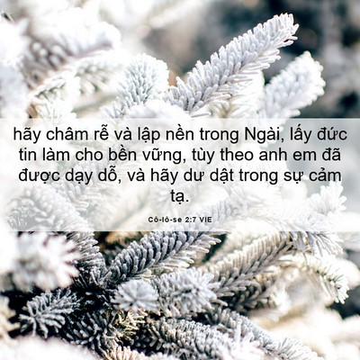 Picture 06 - Cô-lô-se 2:7 VIE - hãy châm rễ và lập nền trong Ngài, - Bible Verse Picture
