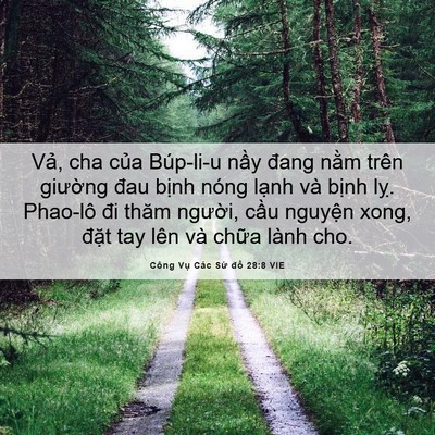 Picture 06 - Công Vụ Các Sứ đồ 28:8 VIE - Vả, cha của Búp-li-u nầy đang nằm trên - Bible Verse Picture