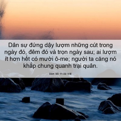 Picture 06 - Dân Số 11:32 VIE - Dân sự đứng dậy lượm những cút - Bible Verse Picture