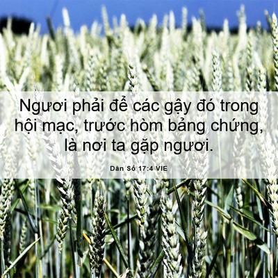 Picture 06 - Dân Số 17:4 VIE - Ngươi phải để các gậy đó trong hội - Bible Verse Picture