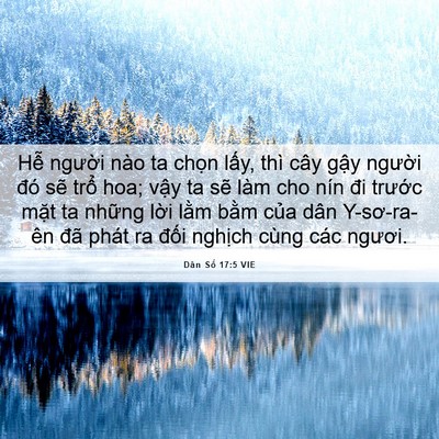 Picture 06 - Dân Số 17:5 VIE - Hễ người nào ta chọn lấy, thì cây - Bible Verse Picture