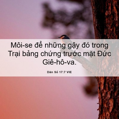 Picture 06 - Dân Số 17:7 VIE - Môi-se để những gậy đó trong Trại - Bible Verse Picture