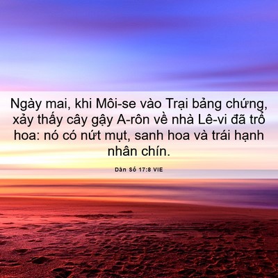 Picture 06 - Dân Số 17:8 VIE - Ngày mai, khi Môi-se vào Trại bảng - Bible Verse Picture