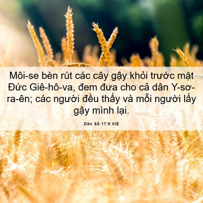 Picture 06 - Dân Số 17:9 VIE - Môi-se bèn rút các cây gậy khỏi trước - Bible Verse Picture