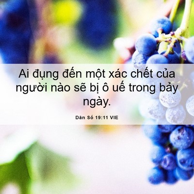 Picture 06 - Dân Số 19:11 VIE - Ai đụng đến một xác chết của - Bible Verse Picture