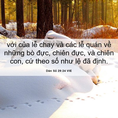 Picture 06 - Dân Số 29:24 VIE - với của lễ chay và các lễ quán về - Bible Verse Picture