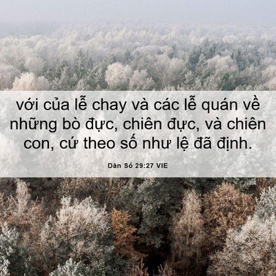 Picture 06 - Dân Số 29:27 VIE - với của lễ chay và các lễ quán về - Bible Verse Picture