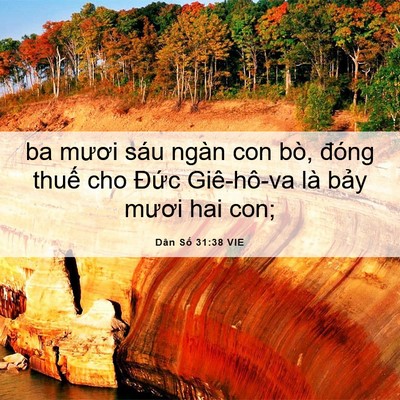 Picture 06 - Dân Số 31:38 VIE - ba mươi sáu ngàn con bò, đóng thuế cho - Bible Verse Picture