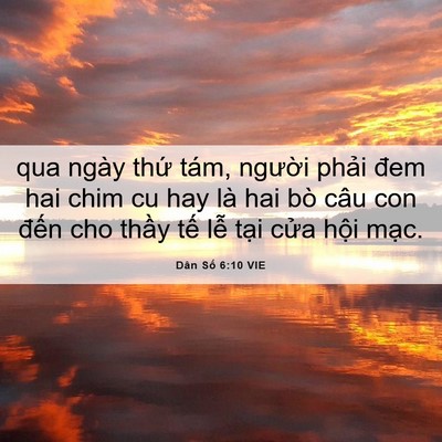 Picture 06 - Dân Số 6:10 VIE - qua ngày thứ tám, người phải đem hai - Bible Verse Picture