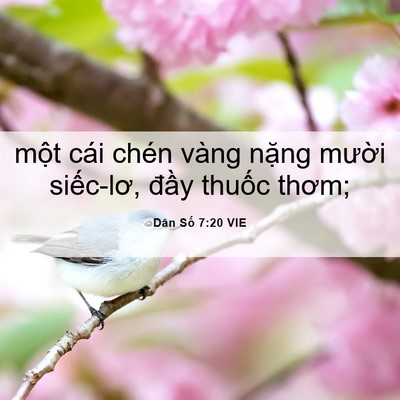Picture 06 - Dân Số 7:20 VIE - một cái chén vàng nặng mười siếc-lơ, - Bible Verse Picture