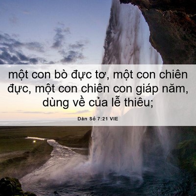Picture 06 - Dân Số 7:21 VIE - một con bò đực tơ, một con chiên - Bible Verse Picture