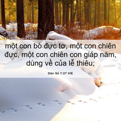 Picture 06 - Dân Số 7:27 VIE - một con bò đực tơ, một con chiên - Bible Verse Picture
