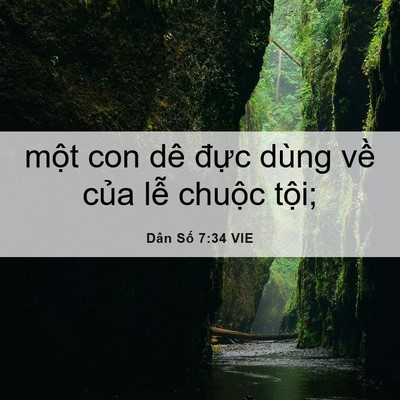Picture 06 - Dân Số 7:34 VIE - một con dê đực dùng về của lễ - Bible Verse Picture