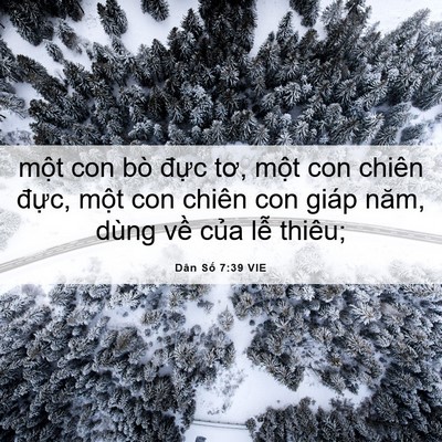 Picture 06 - Dân Số 7:39 VIE - một con bò đực tơ, một con chiên - Bible Verse Picture