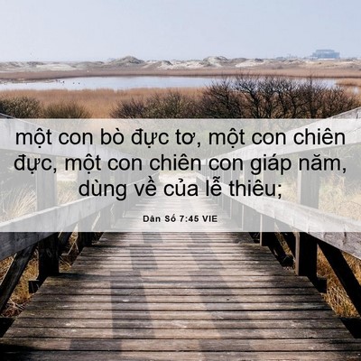 Picture 06 - Dân Số 7:45 VIE - một con bò đực tơ, một con chiên - Bible Verse Picture
