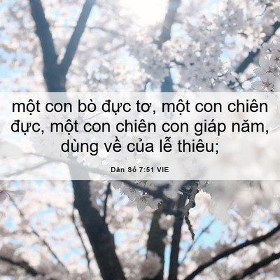 Picture 06 - Dân Số 7:51 VIE - một con bò đực tơ, một con chiên - Bible Verse Picture