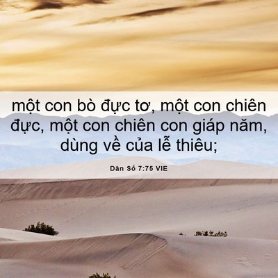 Picture 06 - Dân Số 7:75 VIE - một con bò đực tơ, một con chiên - Bible Verse Picture