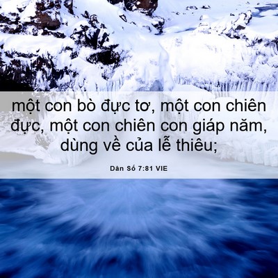 Picture 06 - Dân Số 7:81 VIE - một con bò đực tơ, một con chiên - Bible Verse Picture