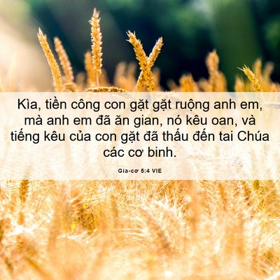 Picture 06 - Gia-cơ 5:4 VIE - Kìa, tiền công con gặt gặt ruộng anh - Bible Verse Picture