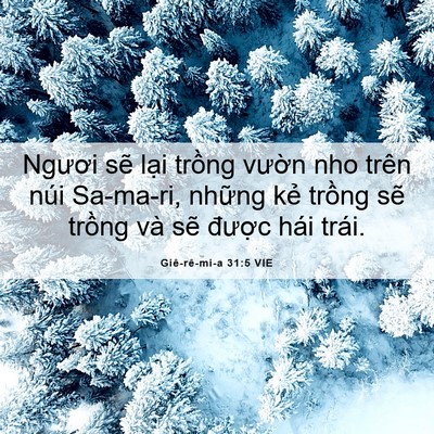 Picture 06 - Giê-rê-mi-a 31:5 VIE - Ngươi sẽ lại trồng vườn nho trên núi - Bible Verse Picture