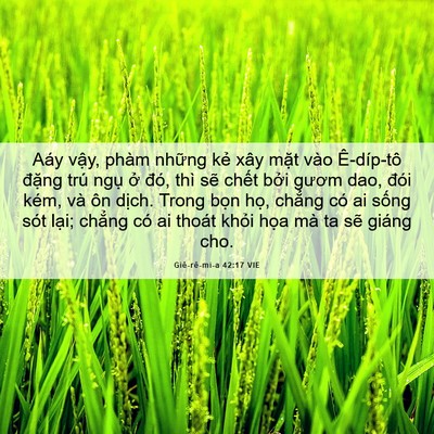 Picture 06 - Giê-rê-mi-a 42:17 VIE - Aáy vậy, phàm những kẻ xây mặt vào - Bible Verse Picture