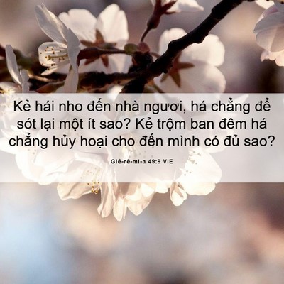 Picture 06 - Giê-rê-mi-a 49:9 VIE - Kẻ hái nho đến nhà ngươi, há chẳng - Bible Verse Picture