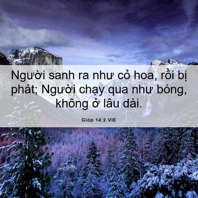 Picture 06 - Gióp 14:2 VIE - Người sanh ra như cỏ hoa, rồi bị phát; - Bible Verse Picture